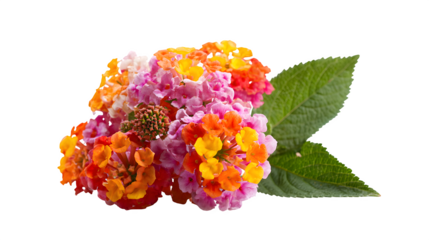 bouquet of colorful flowers on white background