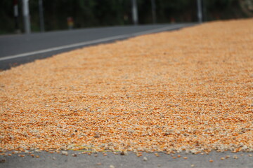 Yellow Maize Drying in Sunlight Reflecting Price Volatility

Traditional Sun-Dried Corn as Symbol of Commodity Price Fluctuation