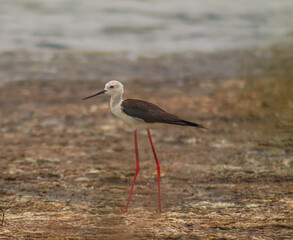 Black-Winged Stilt Wading on Wetland Shore
