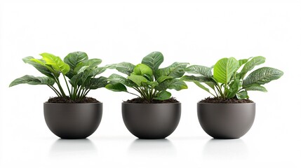 Stylish Houseplants in Modern Planters on White Background