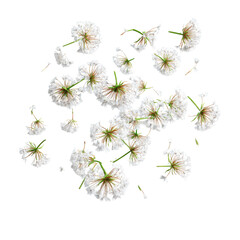 Obraz premium White flowers scattered on black background