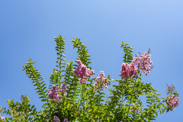 Lagerstroemia indica, crape myrtle (also crepe myrtle, crêpe myrtle, or crepeflower ), is a species of flowering plant. San Jose, Santa Clara County, California 