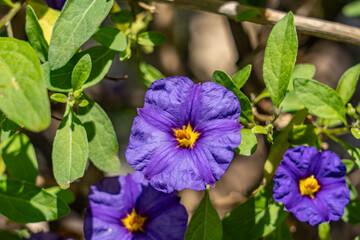 ycianthes rantonnetii, the blue potato bush or Paraguay nightshade, is a species of flowering plant...