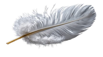 Gentle Feather: A delicate, isolated feather, captured in stunning detail against a clean backdrop, showcasing its softness and ethereal quality. 
