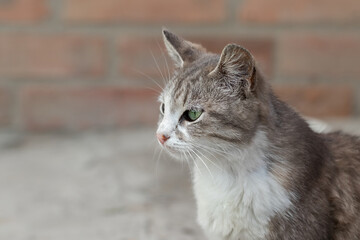 Gray tabby cat.Portrait of a stray gray cat against the background of a brick wall.