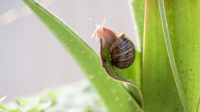 Caracol en orilla de hoja, apreciaci&oacute;n de ojo y tent&aacute;culo de caracol semitransparentes 