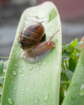 Caracol desplazandoce sobre hoja humeda con gotas de lluvia