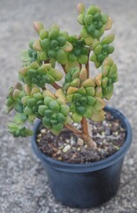 Aeonium lindleyi var. lindleyi succulent mature plant