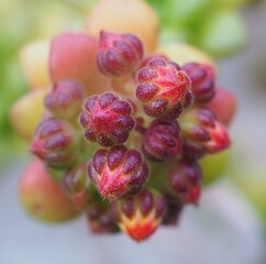Aeonium lindleyi var. lindleyi succulent plant flower