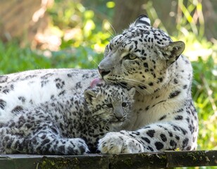 Obraz premium Snow leopard mother and cub resting