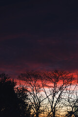 intense purple and pink sunrise clouds over suburban australian backyard