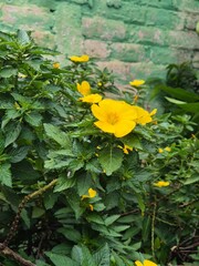 Flor amarilla al aire libre