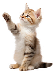 PNG Kitten show gesture kitten mammal animal.