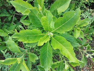 Blumea camphor plant (Blumea balsamifera) in outdoor garden 