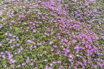 Drosanthemum floribundum, rodondo creeper, pale dewplant, or dew-flower, is a succulent plant in the ice plant family, Aizoaceae. Lovers Point Park, Monterey bay, California	