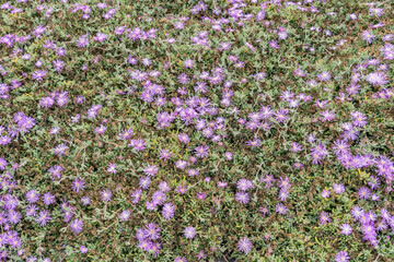 Drosanthemum floribundum, rodondo creeper, pale dewplant, or dew-flower, is a succulent plant in the ice plant family, Aizoaceae. Lovers Point Park, Monterey bay, California	