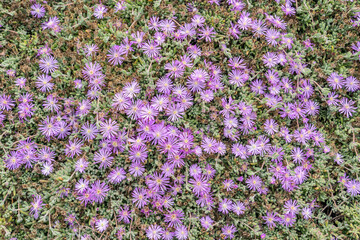 Obraz premium Drosanthemum floribundum, rodondo creeper, pale dewplant, or dew-flower, is a succulent plant in the ice plant family, Aizoaceae. Lovers Point Park, Monterey bay, California 