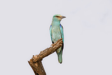 Eurasian Roller perched on a tree stump under clear skies in Amboseli National Park, Kenya.