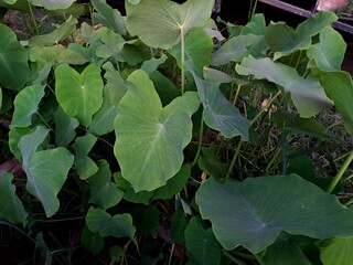 A field of taro plants. colocasia esculenta, elephant ear. Plants background and texture.