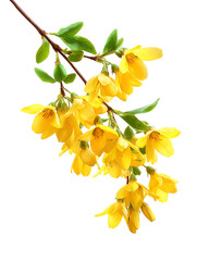 Yellow flowers blooming on a branch with green leaves a spring bouquet