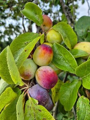 Plum fruit ripening on  tree in an allotment garden In Nottingham, UK.