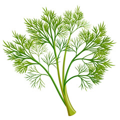 colorful illustration of a dill leaves