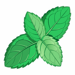 colorful illustration of a mint leaves