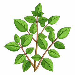 colorful illustration of a oregano leaves