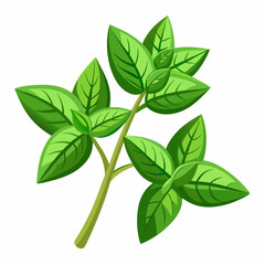colorful illustration of a oregano leaves