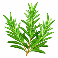 colorful illustration of a rosemary leaves
