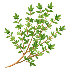 colorful illustration of a thyme leaves