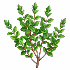 colorful illustration of a thyme leaves