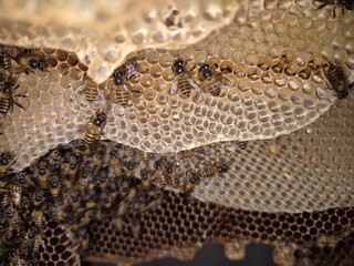 Worker bees are building a beehive