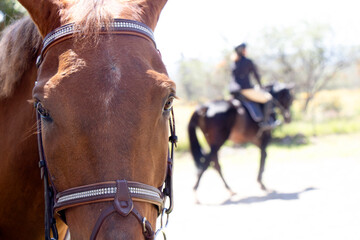 42-Frente de caballo