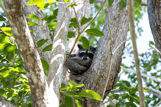 Raccoon on the tree