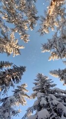 Snow-covered trees reaching for a clear winter sky.