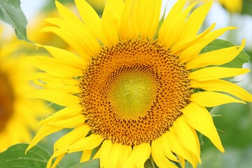 夏のひまわり畑