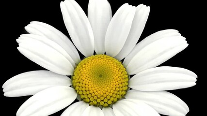 Digitally Rendered Top Down Animation of a Single White Daisy Flower Blooming with Yellow Center on a Black Background Symbolizing Growth Purity and New Beginnings with Detailed Petal Unfurling