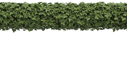 Art of a lush green ivy plant with dense foliage, isolated on transparent background