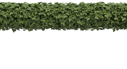 Art of a lush green ivy plant with dense foliage, isolated on transparent background