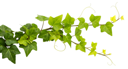 Art of a vibrant green ivy vine with distinctive leaves, isolated on a transparent background