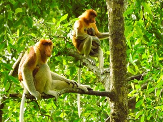 A male Nasalis larvatus is relaxing on the trunk of a Sonneratia caseolaris tree, while the female is breastfeeding a baby proboscis monkey.
