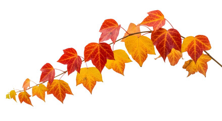 Photo of autumn vine with red and yellow leaves, isolated on transparent background