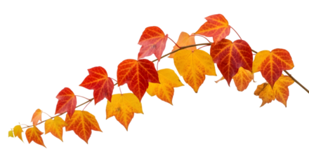 Photo of autumn vine with red and yellow leaves, isolated on transparent background