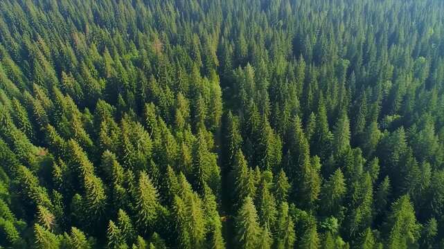 Dense green vegetation landscape