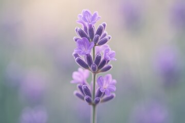 Obraz premium Delicate lavender flowers in macro detail with soft blurred botanical background and natural morning light