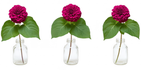 Three flower vases with pink flowers on transparent png background