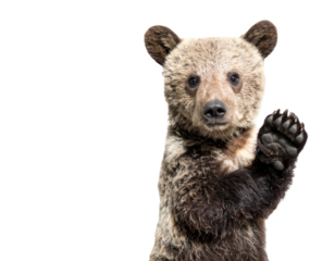 Friendly bear cub waves hello with paw, capturing playful innocence for wildlife projects