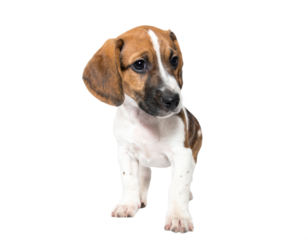 Adorable puppy with soulful eyes captures hearts, perfect for heartwarming pet content