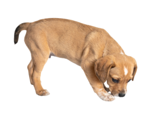 Curious puppy sniffing the ground, exploring its surroundings with adorable puppy eyes and playful spirit